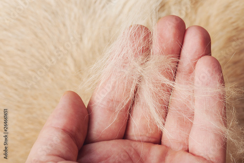 Принти на полотні Brown dog fur in human palm