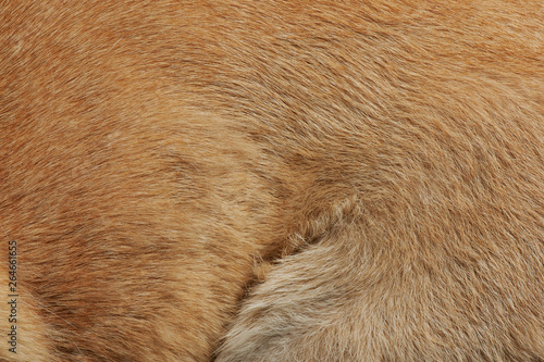 Brown dog fur