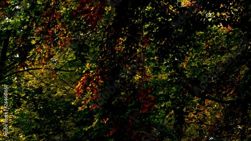 Autumnal Impressions from City Park (Fennsee) in Berlin Wilmersdorf from October 25, 2016, Germany  photo