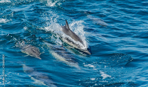 Pod of dolphins swimming and jumping together. Blue water. Dolphins.