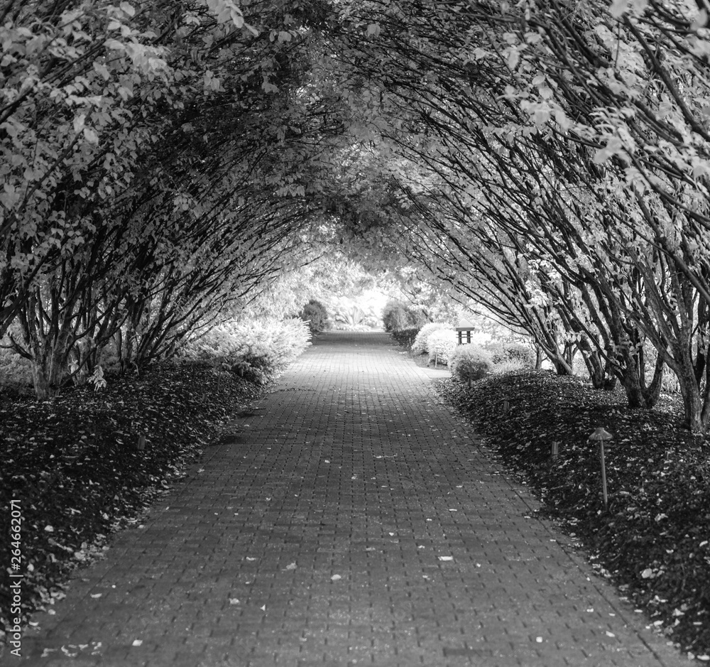 Obraz premium Tunnel Path