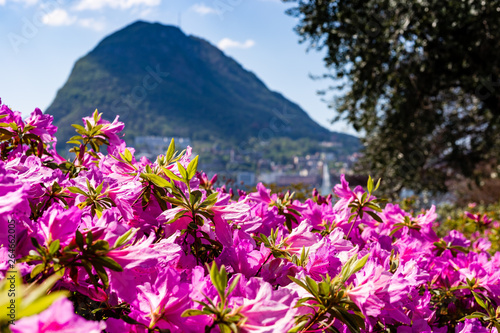 Fototapeta Naklejka Na Ścianę i Meble -  Il risveglio della primavera a Lugano