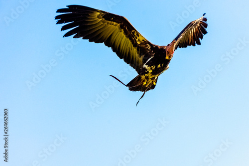 Flying lappet-faced vulture (Torgos tracheliotos) also known as Nubian vulture © Marcin