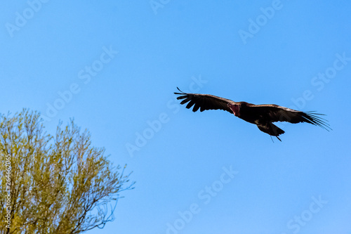 Flying lappet-faced vulture (Torgos tracheliotos) also known as Nubian vulture