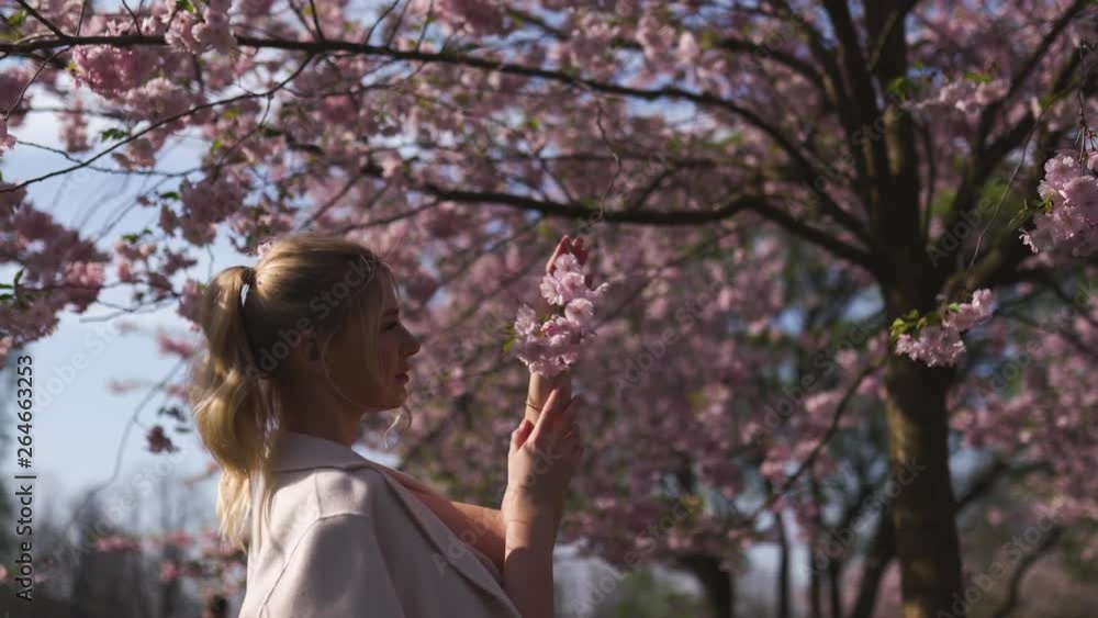 Young white caucasian woman enjoying sakura cherry blossom flowers tree in the part in Europe Riga Latvia Young white caucasian woman enjoying sakura cherry blossom flowers tree in the part in Europe Riga Latvia