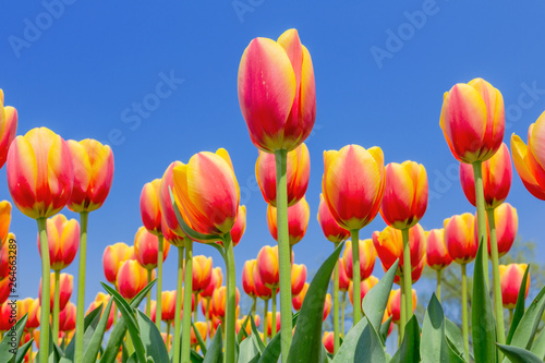 blekitne-niebo-i-tulipany