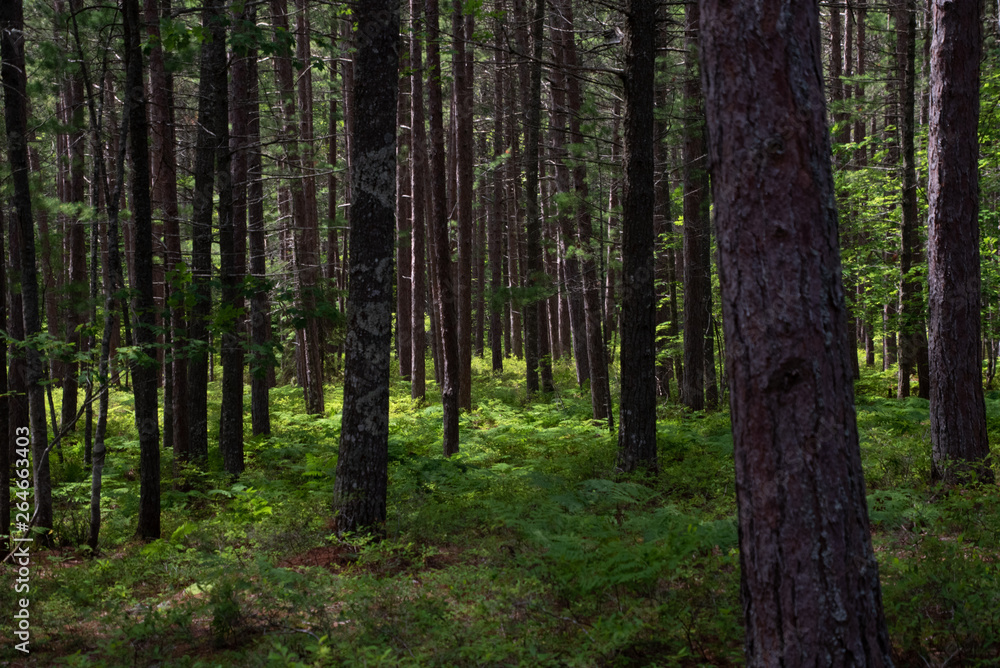 trees in the forest trees in the forest