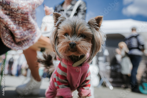 Wallpaper Mural Yorkshire in pink dress. Little cute dog. Torontodigital.ca
