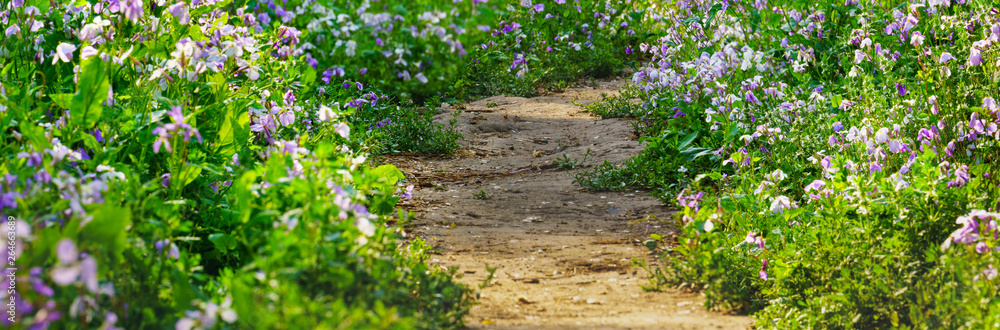 a panoramic view of footpath and wild flower a panoramic view of footpath and wild flower