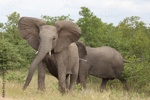 Afrikanischer Elefant   African elephant   Loxodonta africana