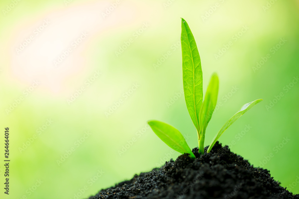 seedling and abundance soil blurry green background with sun light, growth concept seedling and abundance soil blurry green background with sun light, growth concept