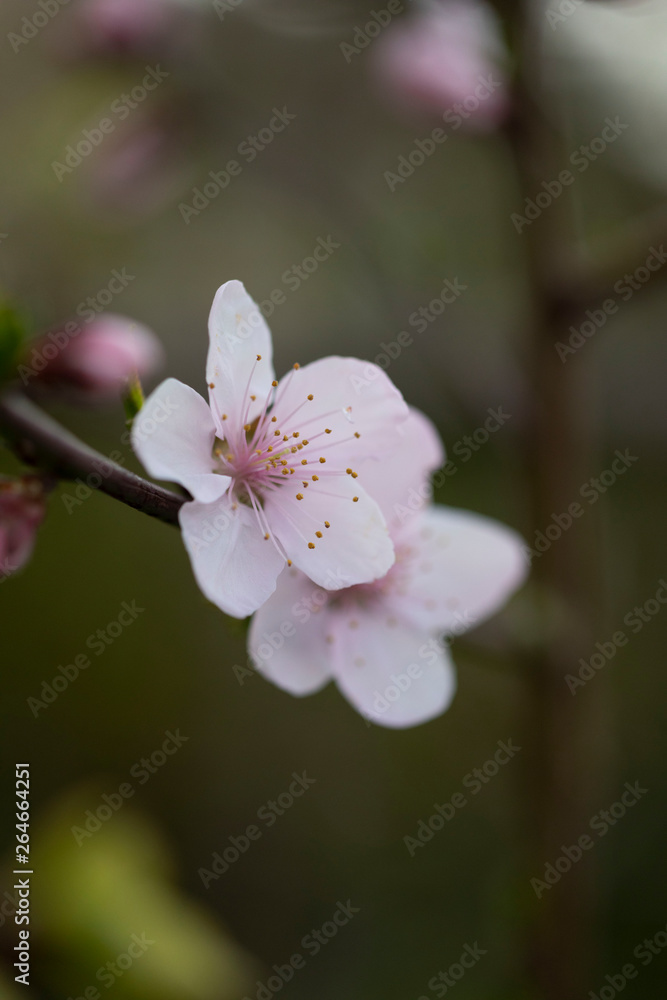 桃の花 桃の花