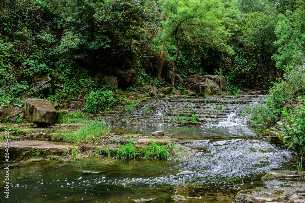 Wilderness area with stream of the Rio Mourão, dense and pure vegetation, Anços - Sintra, Portugal Wilderness area with stream of the Rio Mourão, dense and pure vegetation, Anços - Sintra, Portugal