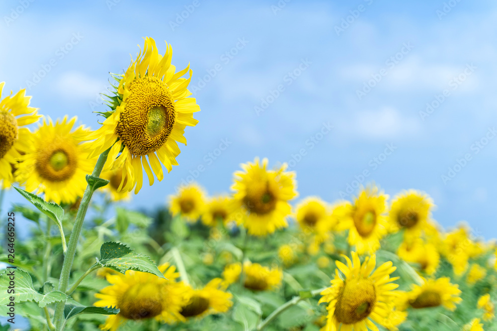 Fototapeta premium Yellow Sunflower with Blue Sky background.