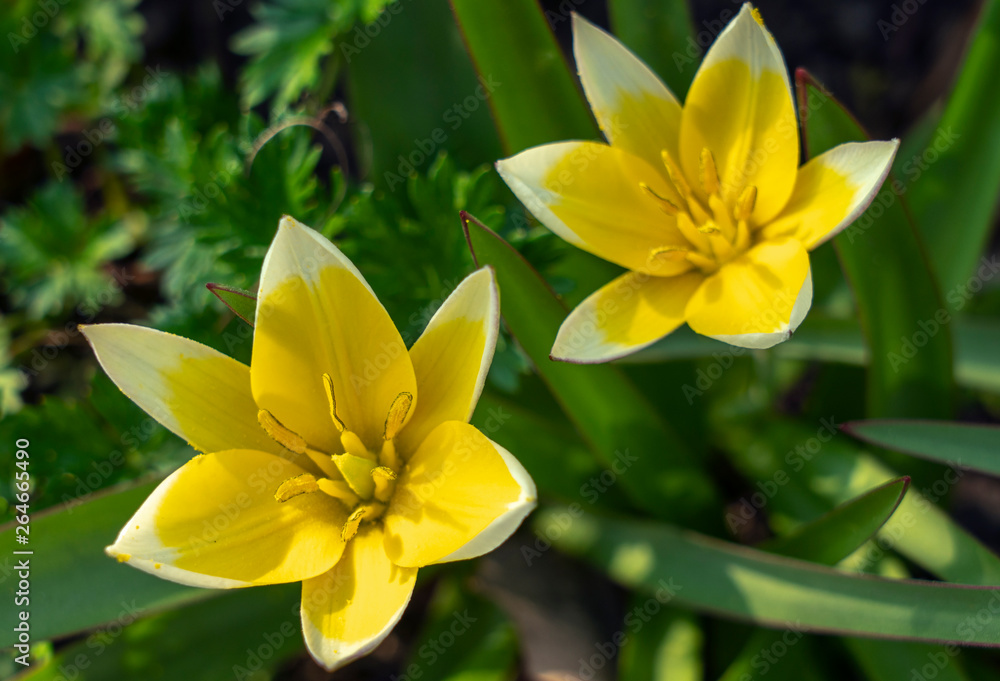 Miniature Tulip Dasystemon Tarda during flowering in the spring Miniature Tulip Dasystemon Tarda during flowering in the spring