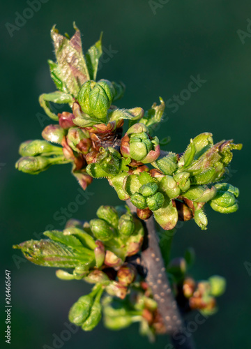 Spring, swollen buds and opening cherry flowers close-up on a bright green background © Игорь Кляхин