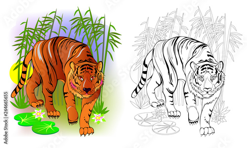 Fantasy illustration of cute tiger in the jungle. Colorful and black and white page for coloring book. Printable worksheet for children and adults. Vector cartoon image.