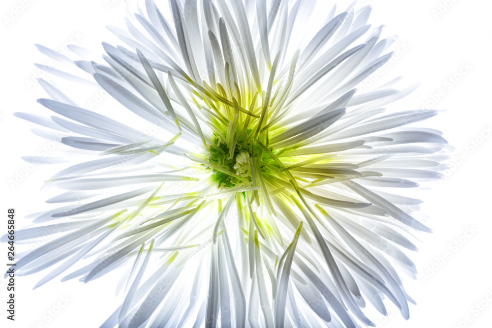 Spider Chrysanthemum on white background Spider Chrysanthemum on white background
