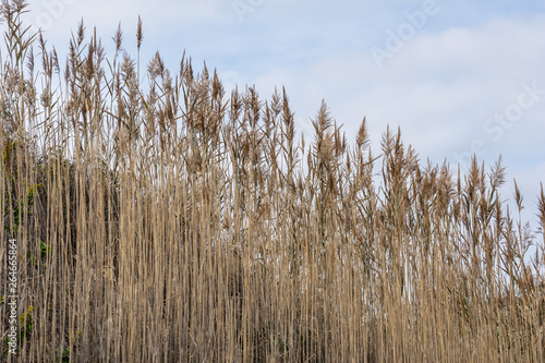Reeds growing down a hillside, on a quiet Autumn day, Block Island, RI