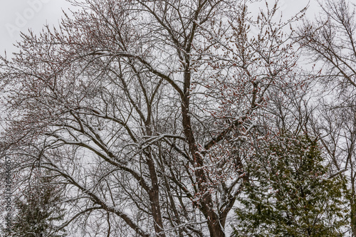 Trees with snow after blizzard