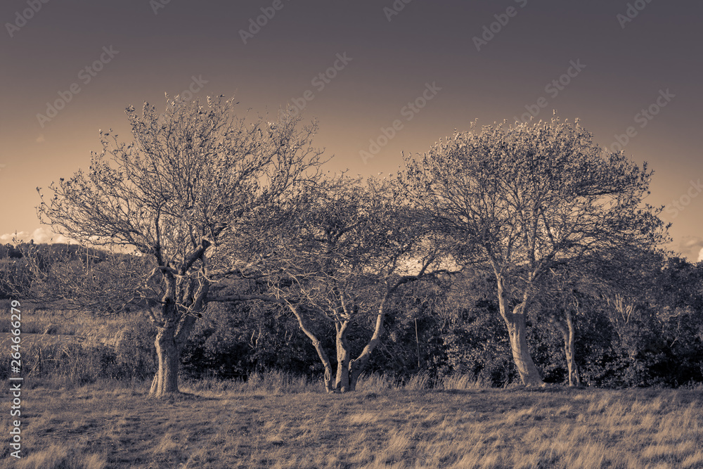 Group of trees, in an autumnal sepia landscape, Block Island, RI Group of trees, in an autumnal sepia landscape, Block Island, RI
