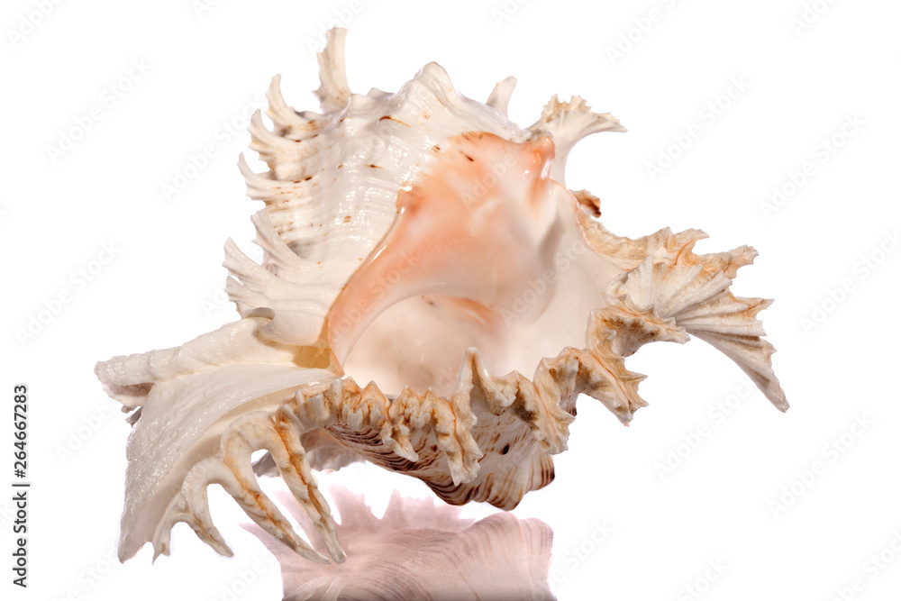 sea shell isolated on white background sea shell isolated on white background