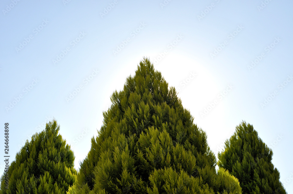 並んだコニファー