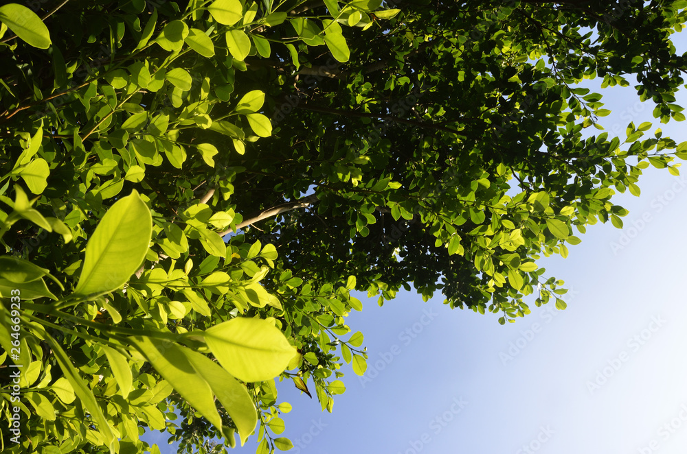 Obraz premium 日差しに透ける葉