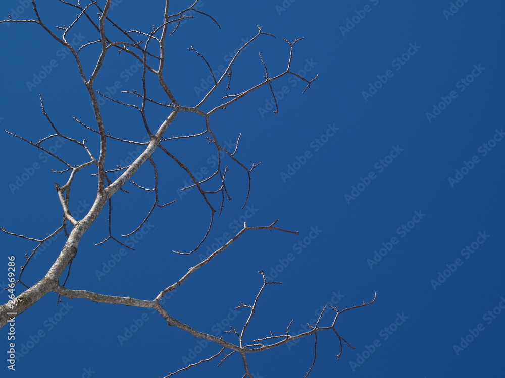 branches of a tree against blue sky branches of a tree against blue sky