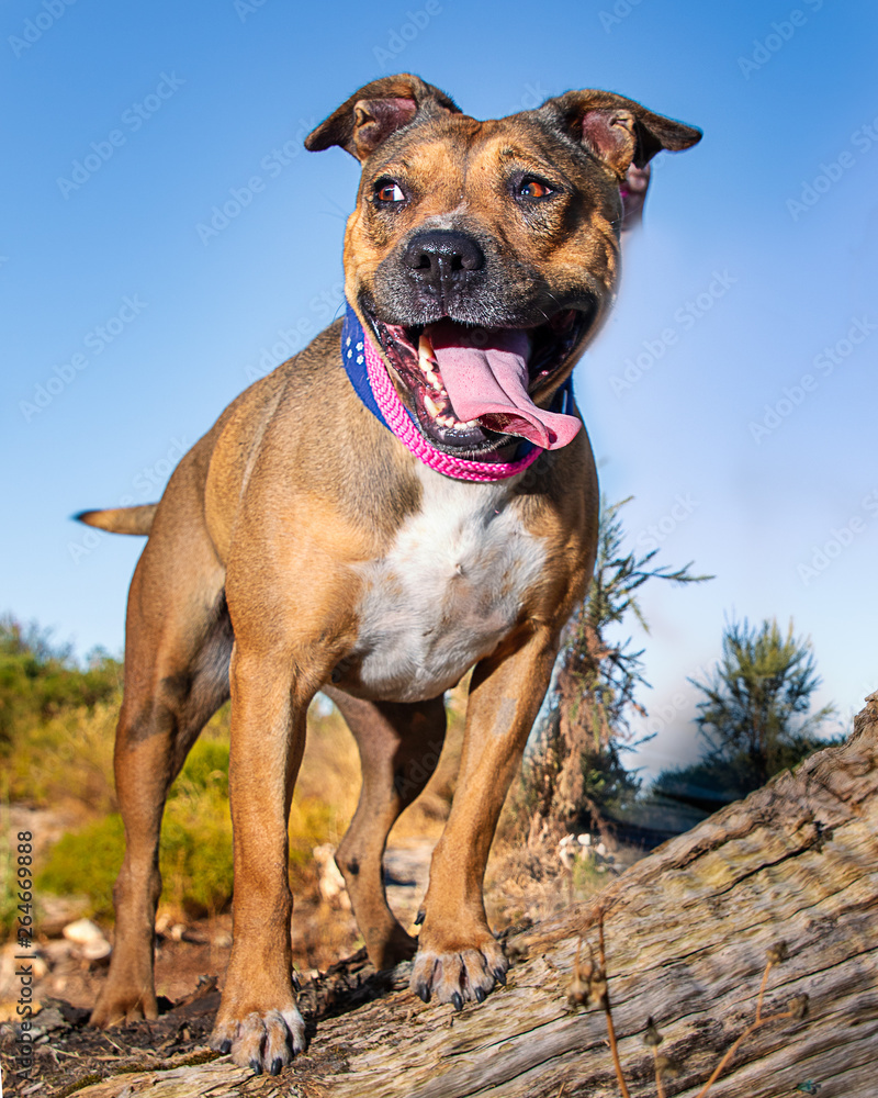 Dog on a Log Dog on a Log
