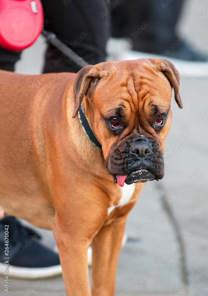 German Boxer (Deutscher Boxer) dog fawn with white chest standing on street close-up portrait