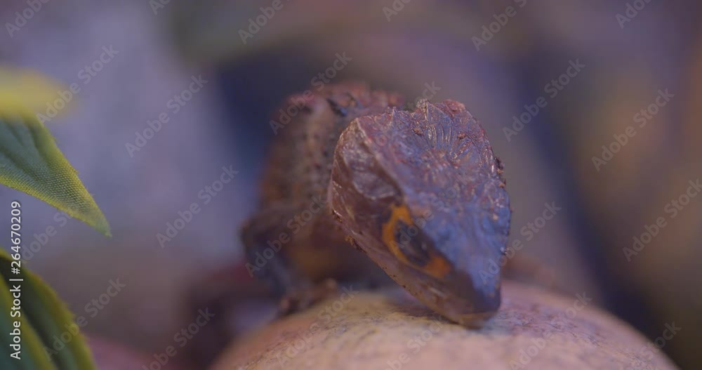 Close-up shot of brown iguana with closed eyes sitting on stone being calm in terrarium. Close-up shot of brown iguana with closed eyes sitting on stone being calm in terrarium.