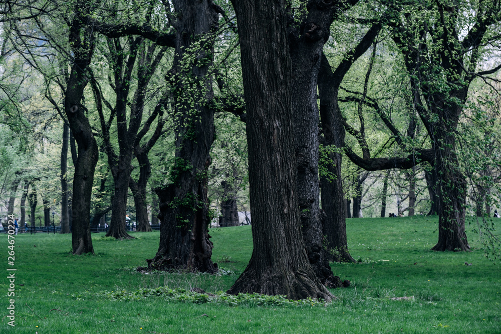 New York City - USA - Apr 26 2019: Spring landscape in Central Park New York City