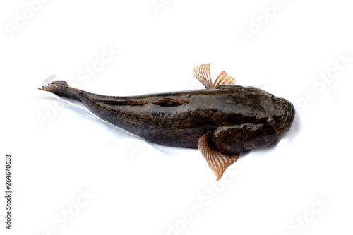 Goby frish isolated on white background ,oxyeleotris marmorata, Thai fish