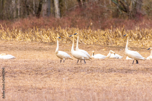 Trumpeter Swans at Johnson DeBay’s Slough Game Reserve © TSchofield