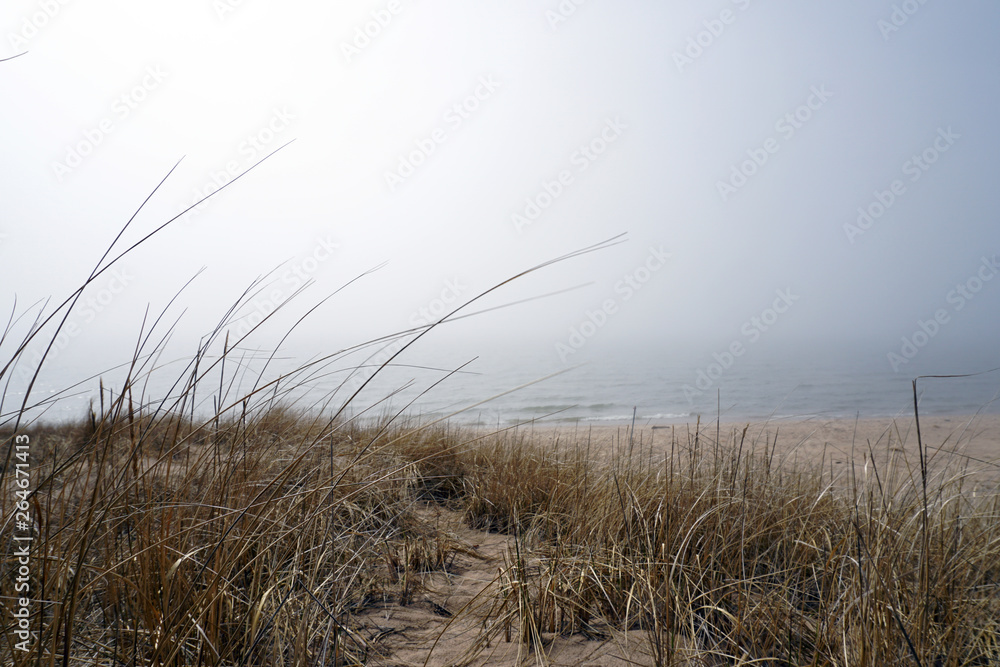 beach grass in fog beach grass in fog