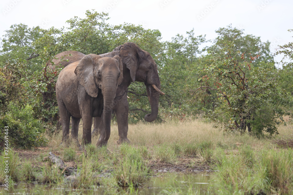 Afrikanischer Elefant / African elephant / Loxodonta africana