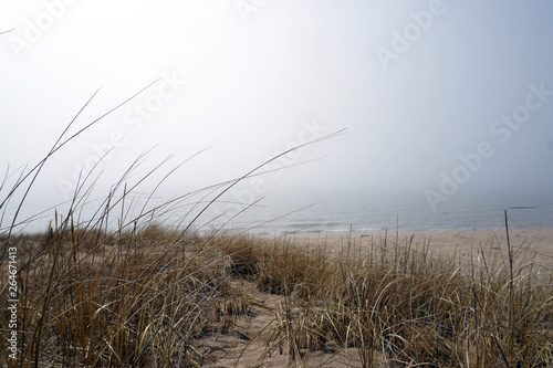 beach grass in fog