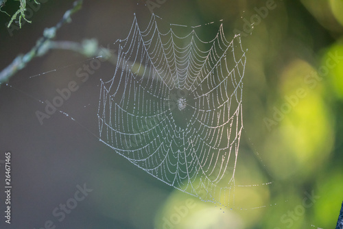 Spiders web in the morning with rain drops