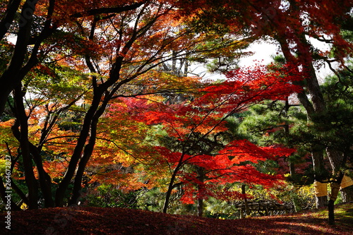 もみじ 紅葉 逆光 庭園 日本 晴れ 露出 違い 赤 緑 対比