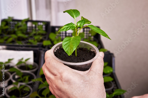 Sprouted pepper seeds in a plastic cup in the hand of a woman. Pepper sprouts in a plastic box on a blurred background from other plants of the house by the window. plant and flower sprouts
