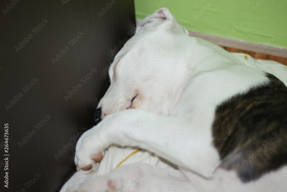 Pitbull kali Pitbull kali