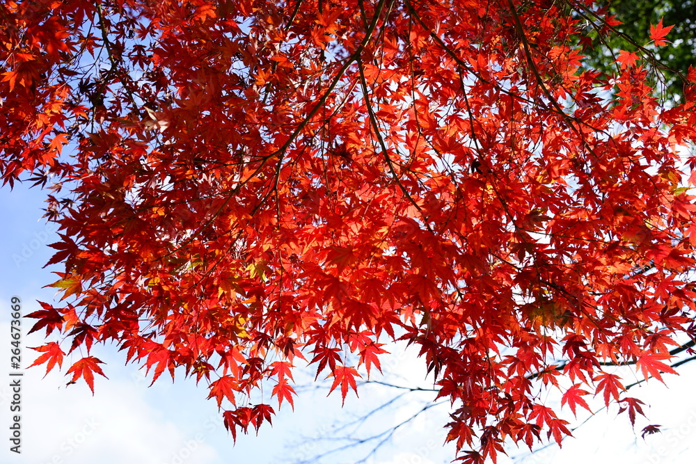 もみじ 紅葉 逆光 青空 日本 晴れ 露出 違い もみじ 紅葉 逆光 青空 日本 晴れ 露出 違い