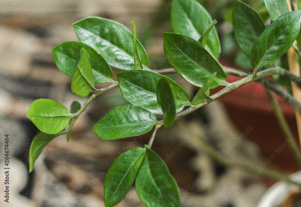 flower branches with green leaves flower branches with green leaves