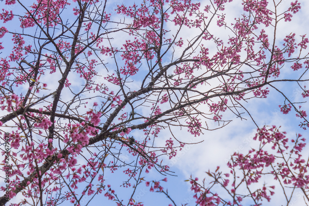 Prunus Cerasoides or Cherry Blossom or Sakura Flower on Blue Sky Background Phi Chi Fa Forest Park 2