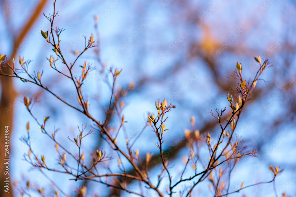 New leaves on a berry bush in early spring New leaves on a berry bush in early spring