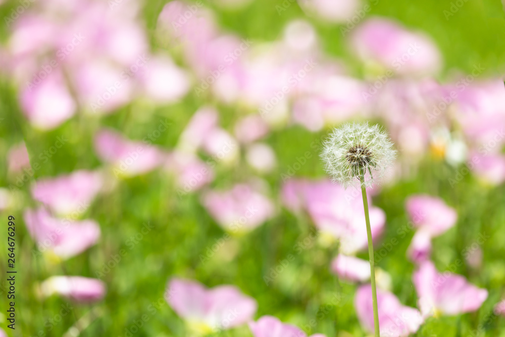 タンポポの綿毛とお花畑 タンポポの綿毛とお花畑