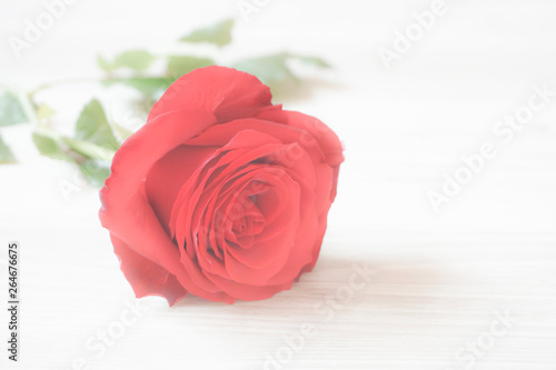 Rose.   Background material such as wedding  Christmas  Mother s day or thanks day.                                                                                               