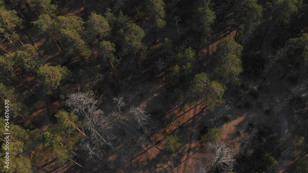 Pine forest top-down view. Flying over a rare pine forest with the camera lowered vertically down Pine forest top-down view. Flying over a rare pine forest with the camera lowered vertically down