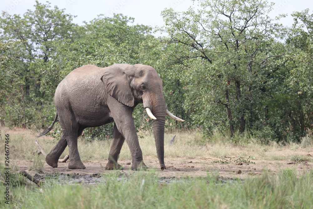 Afrikanischer Elefant / African elephant / Loxodonta africana Afrikanischer Elefant / African elephant / Loxodonta africana